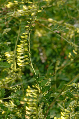 Santa Barbara Milchvetch,  Astragalus trichopodus
