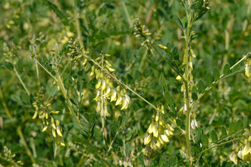 Santa Barbara Milchvetch,  Astragalus trichopodus