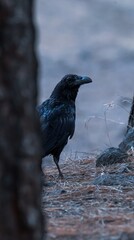 Obraz premium crow on the beach