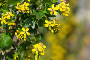Obraz premium Close-up of a flowering golden currant bush. Beautiful yellow flowers on currant branches.