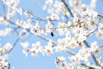 Almond tree blossom at sunset. Growing almonds.