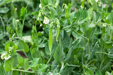 Sweet pea blossom. Growing legumes in the garden