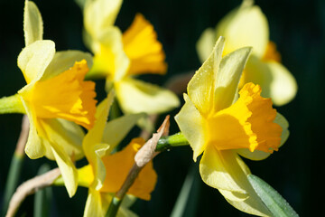 Narcissus pseudonarcissus blooming in the garden in early spring.
