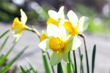Narcissus pseudonarcissus blooming in the garden in early spring.