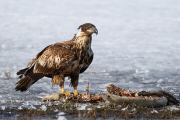 young Bald Eagle Haliaeetus leucocephalus eating dead Trumpeter Swan at Marsh Lake, Yukon, Canada