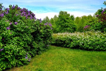 Obraz premium The vibrant colors and natural setting create a peaceful and refreshing atmosphere. Blooming lilac and white bushes in spring garden landscape