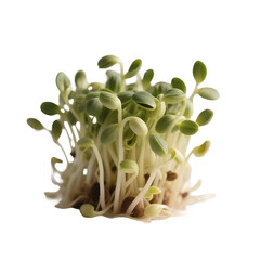 Obraz premium Fresh Alfalfa Sprouts Isolated on Transparent Background