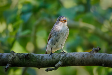 Close-up of an adult Spotted Flycatcher (Muscicapa striata) perched on a branch against a backdrop of green leaves on a summer evening.