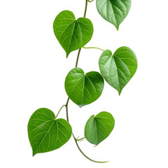 Naklejka premium Heart shaped green leaves on vine isolated on transparent background for love and nature visuals 