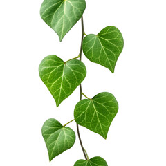 Heart shaped green leaves on vine isolated on transparent background for love and nature visuals
