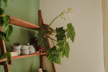 Landscaping of the creative workshop. Ceramics studio. Interior plants. Begonia flowering.