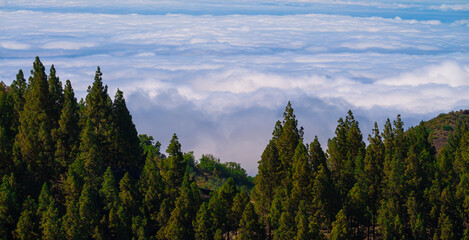 forest in the mountains