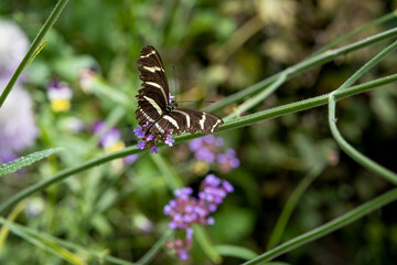 Zebra Longwing on flowers and leaves