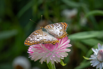 Julia Butterfly on flowers and leaves