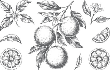 Vintage hand drawn oranges fruit set with slices, flowers, and leaves. Botanical illustration of oranges in engraving style. © Artverza