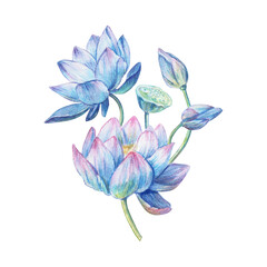 Watercolor illustration of blooming lotus flowers and buds. Delicate botanical composition with pink petals and green leaves. Perfect for wellness, spa, yoga, nature, and Asian-inspired designs.