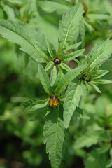 Dreiteilige Zweizahn,  Bidens tripartita