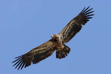 young Bald Eagle Haliaeetus leucocephalus in flight in Whitehorse, Yukon, Canada