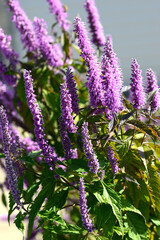 Elsholtzie, Chinesischer Gewürzstrauch, Elsholtzia stauntonii