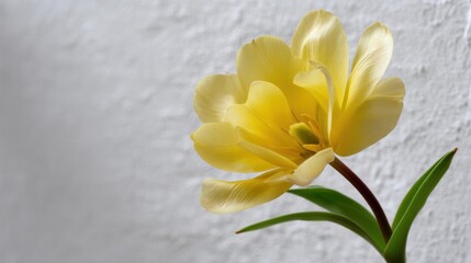 Close-up of a single yellow tulip flower. the flower is in full bloom, with its petals spread out in a fan-like shape.