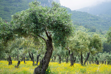 Olive Tree in Blooming Meadow with Mountains in Background