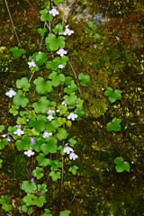 Zimbelkraut,  Cymbalaria muralis