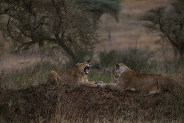 Two lions photographed on an African Safari