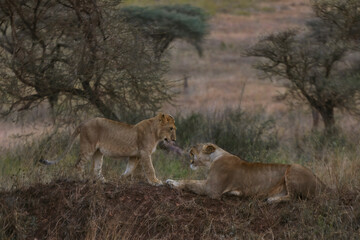 Two lions photographed on an African Safari
