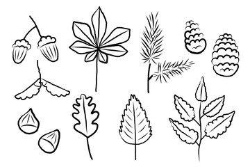 Vector illustrations of autumn plants, alder leaf, birch, acorns, cones, oak and chestnut foliage, coniferous branch, nuts, fall flowers. Doodle for Thanksgiving Day, autumnal season, event, food, tea