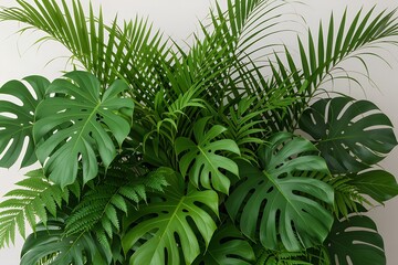 Tropical Plant Arrangement – Lush Green Monstera Foliage with Varied Leaf Textures and Glossy Surfaces