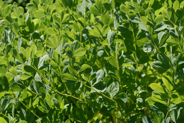  Indigolupine, Baptisia australis