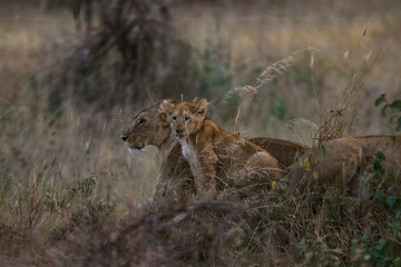 Resting lions photographed on an African Safari