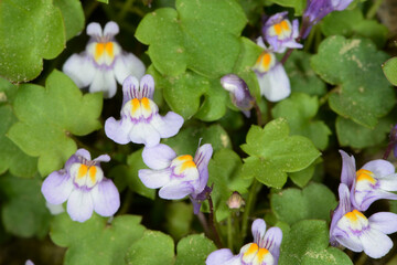 Zimbelkraut,  Cymbalaria muralis