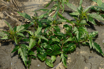 Dreiteilige Zweizahn,  Bidens tripartita