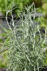 Currykraut, Italienische Strohblume, Helichrysum italicum