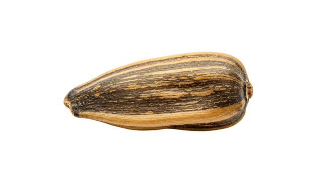 Close up of a single sunflower seed with a striped pattern on a black isolated background view