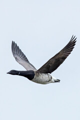 Brent Goose (Branta bernicla) on Bull Island, Ireland – coastal tidal estuaries