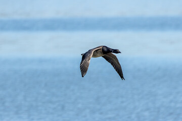Brent Goose (Branta bernicla) on Bull Island, Ireland – coastal tidal estuaries