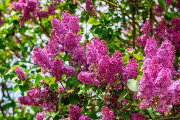 Obraz premium Close-up of blooming lilac flowers in spring sunlight