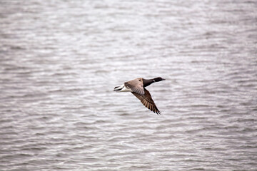 Brent Goose (Branta bernicla) on Bull Island, Ireland – coastal tidal estuaries