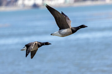 Brent Goose (Branta bernicla) on Bull Island, Ireland – coastal tidal estuaries