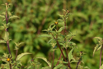 Dreiteilige Zweizahn,  Bidens tripartita
