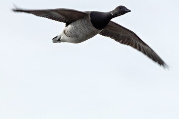 Brent Goose (Branta bernicla) on Bull Island, Ireland – coastal tidal estuaries