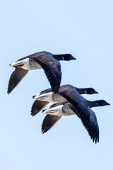 Brent Goose (Branta bernicla) on Bull Island, Ireland – coastal tidal estuaries