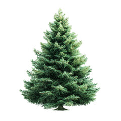 Fototapeta premium Majestic Evergreen Tree Nature Scene Winter Holiday | isolated on transparent background, perfect cutout, PNG
