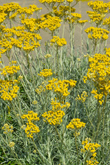 Currykraut, Italienische Strohblume, Helichrysum italicum