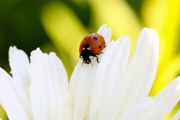 Ladybug Daisy Petal 01