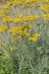 Currykraut, Italienische Strohblume, Helichrysum italicum