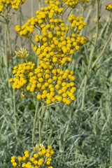 Currykraut, Italienische Strohblume, Helichrysum italicum