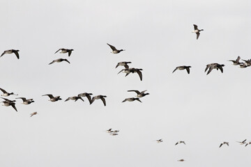 Brent Goose (Branta bernicla) on Bull Island, Ireland – coastal tidal estuaries